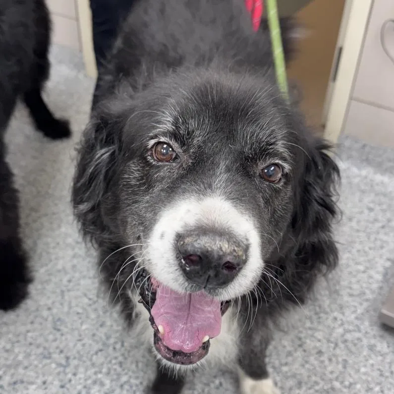 A senior large-sized male Great Pyrenees dog named Fagen for adoption in Chicago, IL