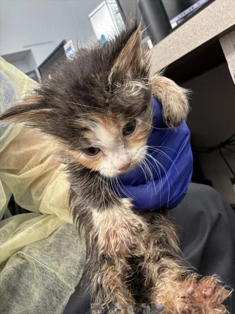 A baby medium-sized female Domestic Short Hair cat named Fiona for adoption in Dallas, TX