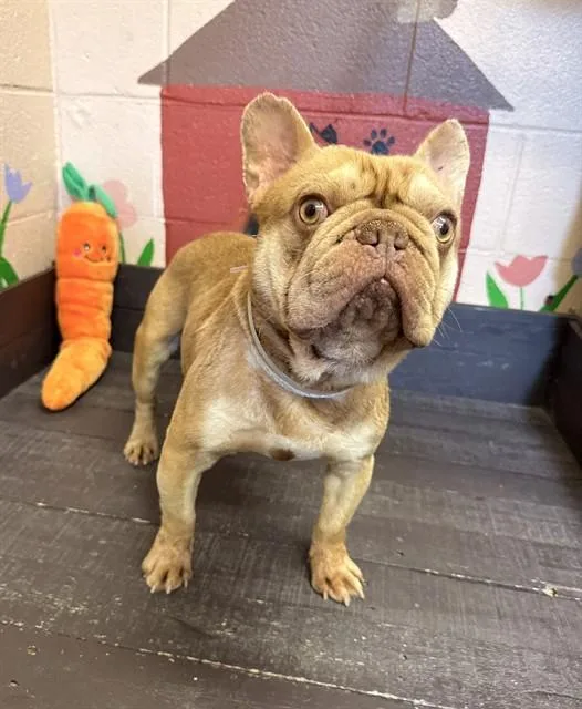 A young medium-sized male French Bulldog dog named Bumblebee for adoption in Castaic, CA