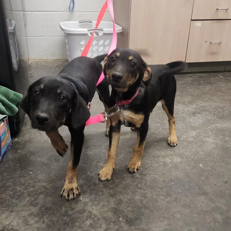 A baby small-sized male Black Hound dog named Gus for adoption in Evensville, TN