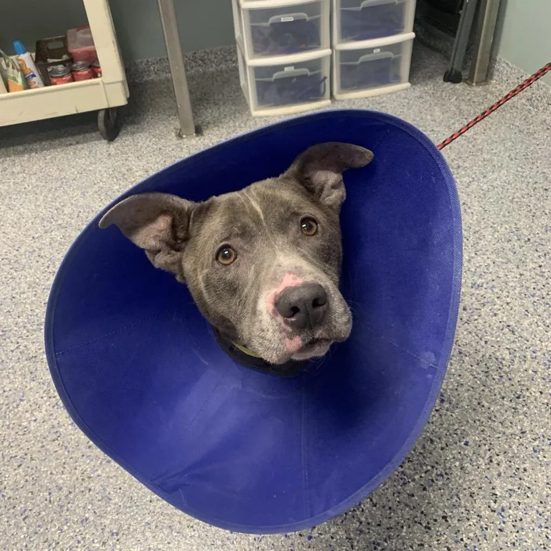 Waffle Fry thumbnail 2