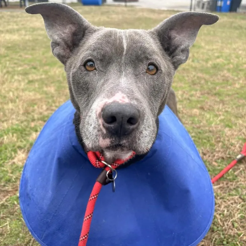 Waffle Fry thumbnail 3