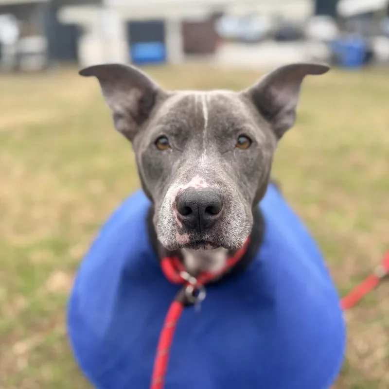 Waffle Fry thumbnail 4