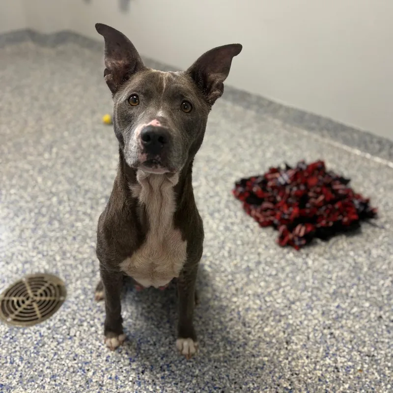 Waffle Fry thumbnail 5