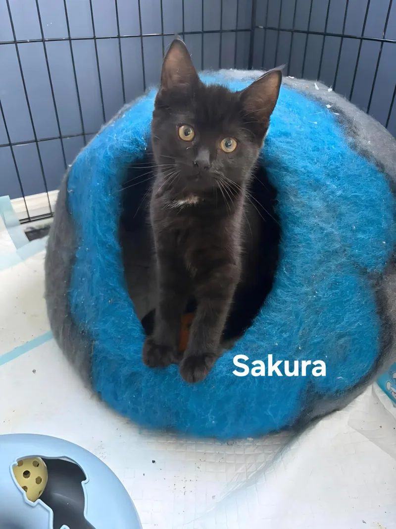 A baby medium-sized male Black & White / Tuxedo Domestic Short Hair cat named Sakura& Zenzi for adoption in Chicopee, MA