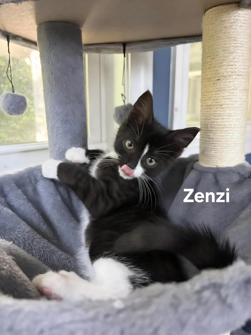 Sakura& Zenzi thumbnail 2
