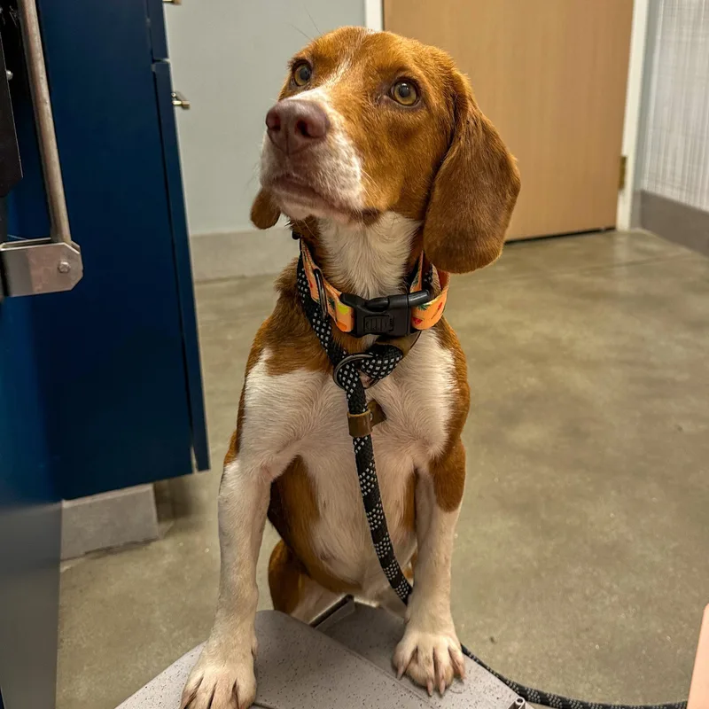 An adult small-sized female Beagle dog named Willow for adoption in Indianapolis, IN