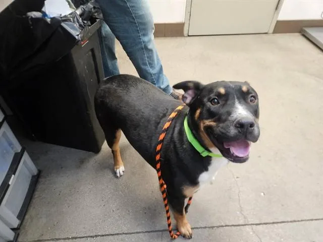 A young large-sized male Australian Kelpie dog named Sutton for adoption in Tucson, AZ