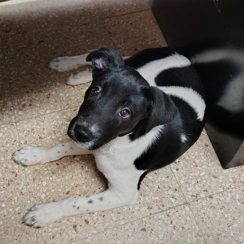 A baby medium-sized male White / Cream Rottweiler dog named Oreo for adoption in Vieques, PR