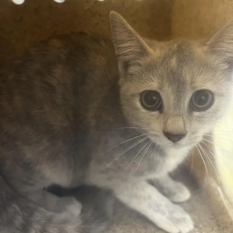 A baby small-sized female Torbie Domestic Short Hair cat named 72451 for adoption in Harrisonburg, VA
