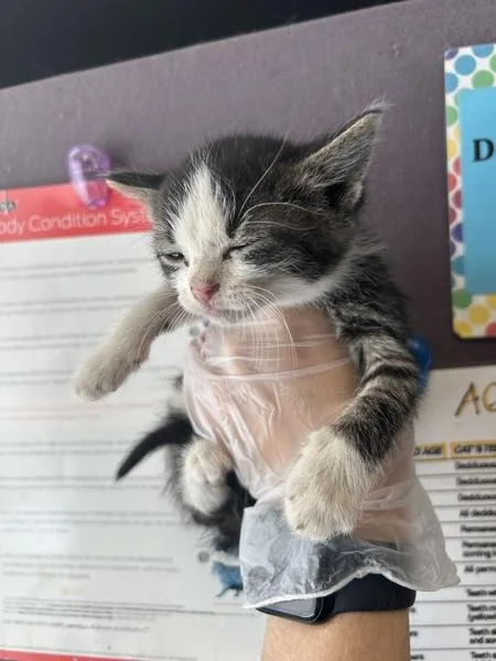 A baby small-sized female Domestic Short Hair cat named Katniss for adoption in Salt Lake City, UT