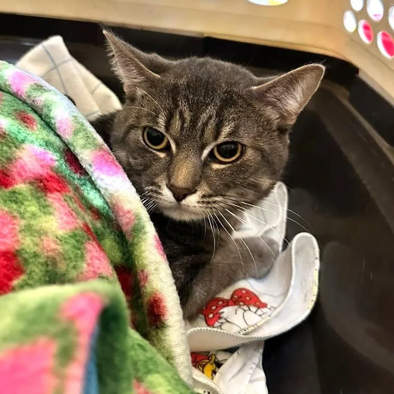 A young small-sized male Gray / Blue / Silver Domestic Short Hair cat named Teddy for adoption in Monroe, MI
