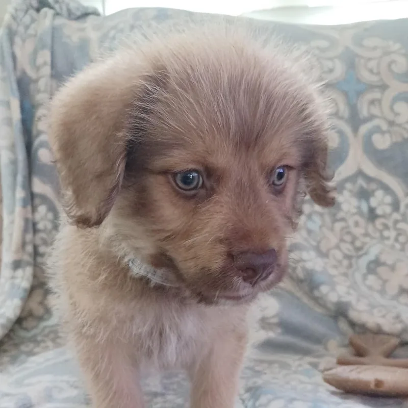 A baby small-sized male Yellow / Tan / Blond / Fawn Bernese Mountain Dog dog named Navene for adoption in Winston Salem, NC