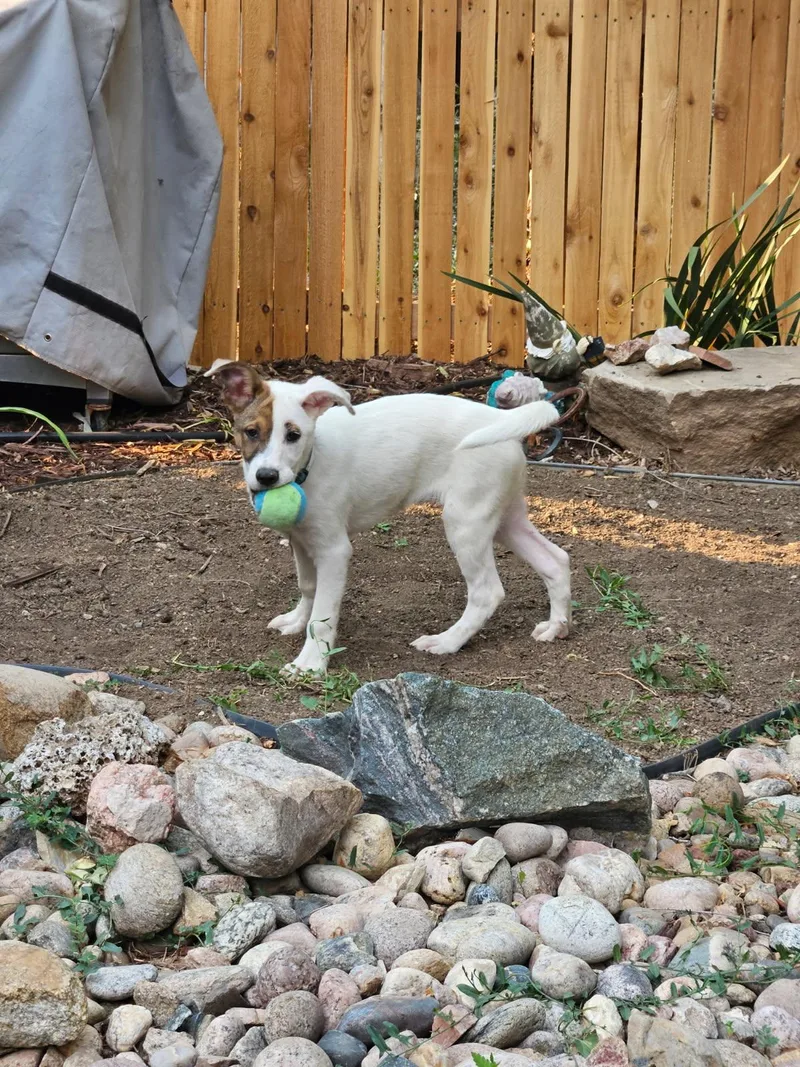 A baby medium-sized female White / Cream Great Pyrenees dog named Bonnie for adoption in Fort Collins, CO