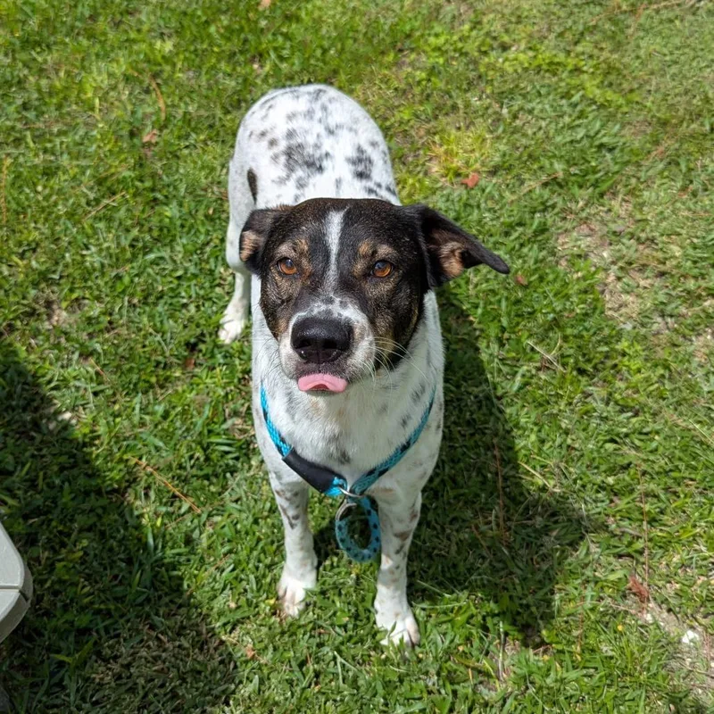 An adult medium-sized male Brown / Chocolate Mixed Breed dog named Oreo for adoption in Naples, FL