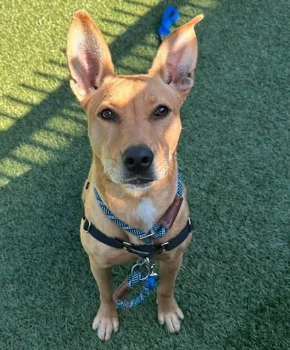 A young medium-sized female American Staffordshire Terrier dog named Bennie for adoption in Roseville, CA