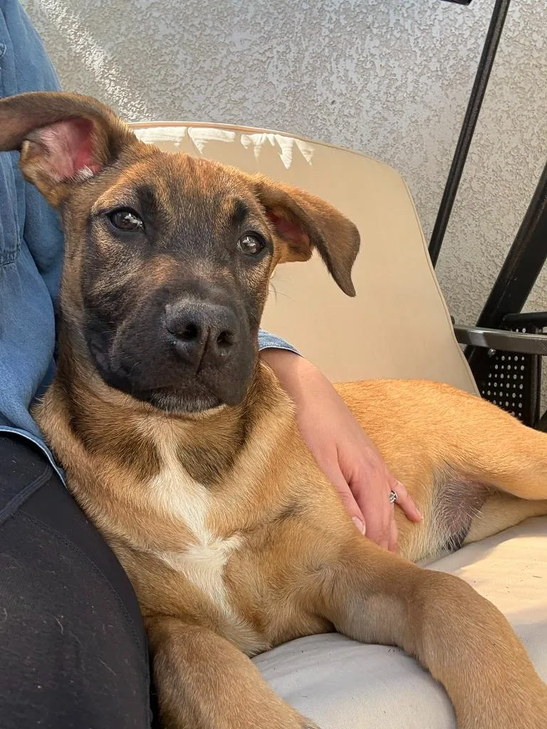 A baby large-sized male Mixed Breed dog named Merv for adoption in Thousand Oaks, CA