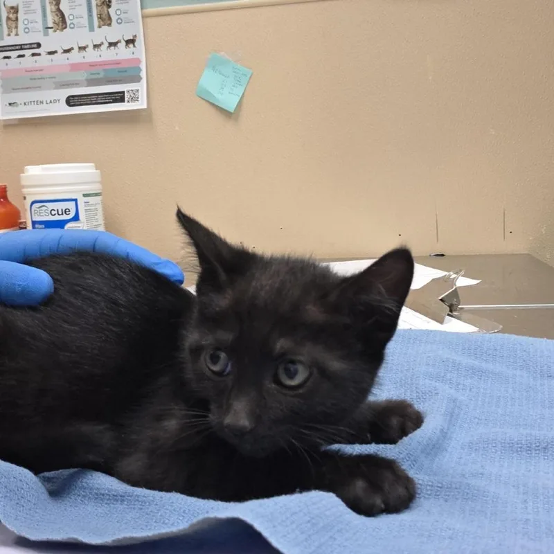 A baby small-sized male Black Domestic Short Hair cat named Maine for adoption in Tacoma, WA