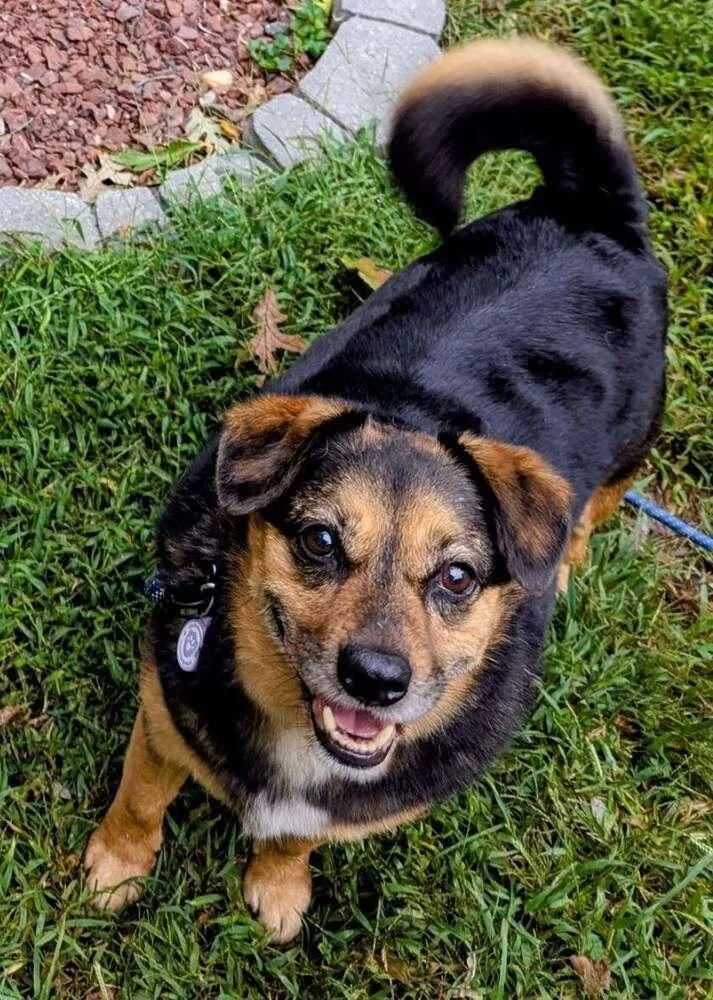An adult medium-sized male Tricolor (Brown, Black, & White) Mixed Breed dog named D'Bear for adoption in Milton, DE
