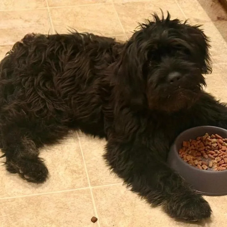 A baby medium-sized male Black French Bulldog dog named Chip for adoption in Georgetown, TX