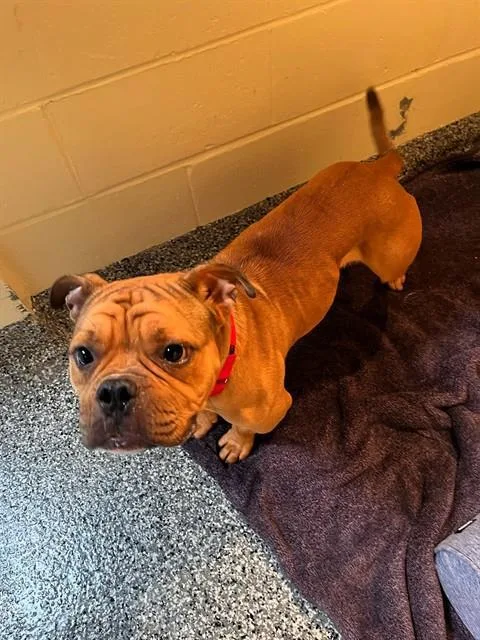 A young medium-sized male American Bulldog dog named Mario for adoption in Brewster, MA
