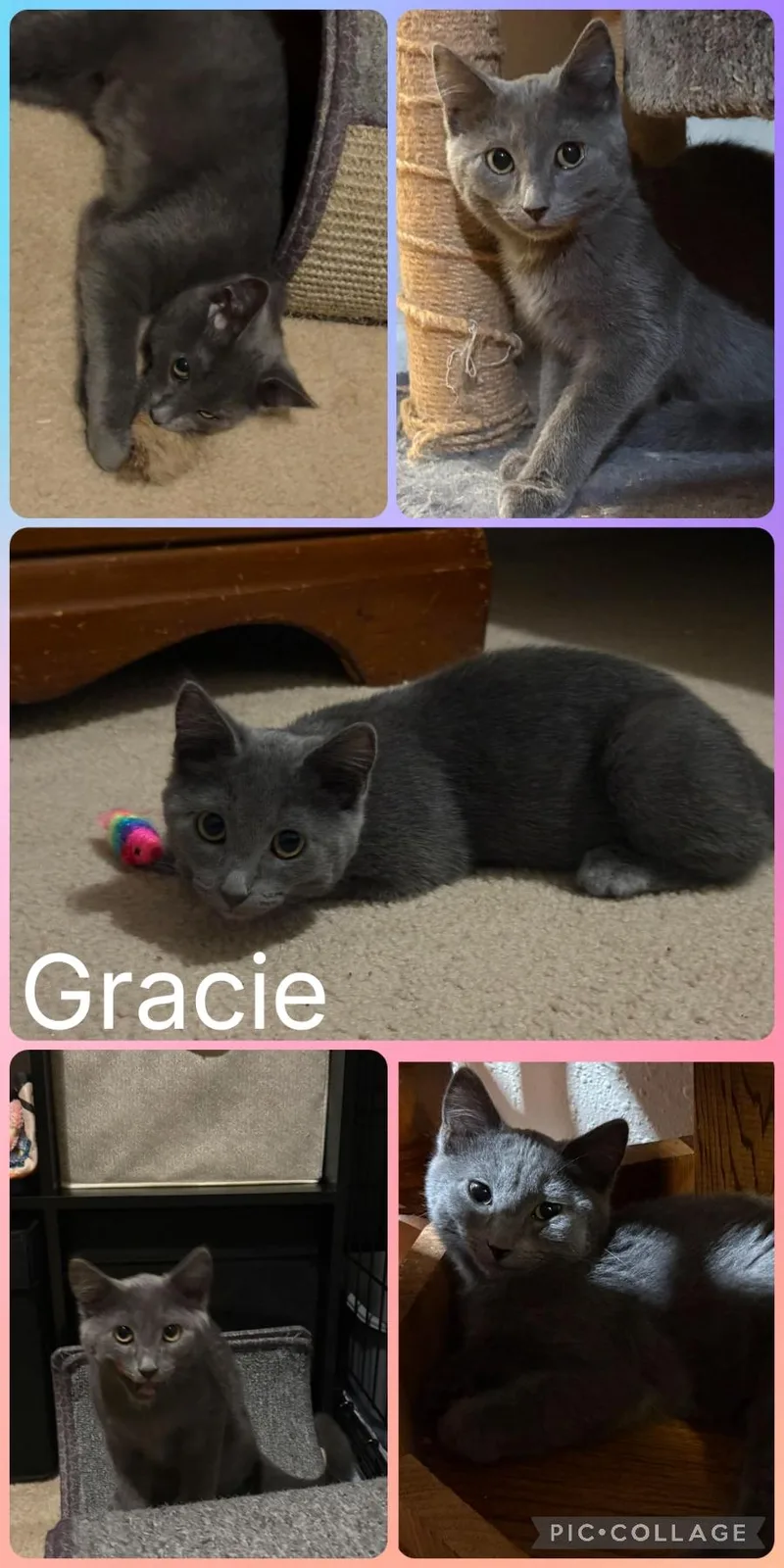 A baby small-sized female Domestic Short Hair cat named Gracie for adoption in Newberg, OR