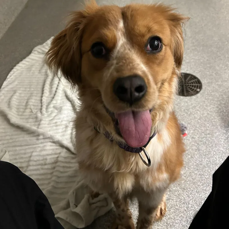 A young medium-sized female Brown / Chocolate Mixed Breed dog named Timber for adoption in Hinsdale, IL