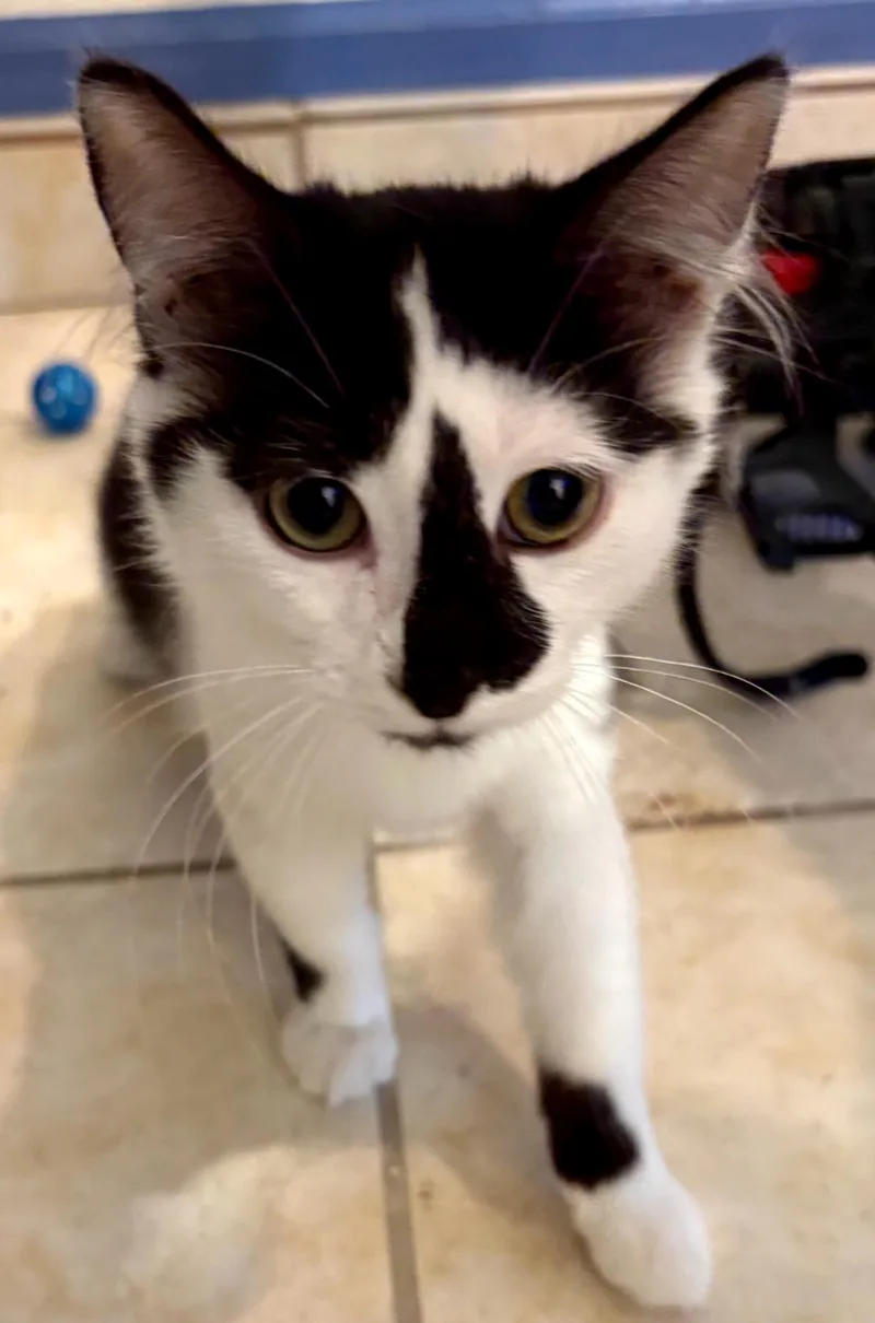 A young medium-sized female Domestic Medium Hair cat named Rags for adoption in Phoenix, AZ