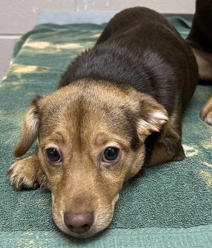 A baby small-sized female Chihuahua dog named Lydia for adoption in Aurora, IL