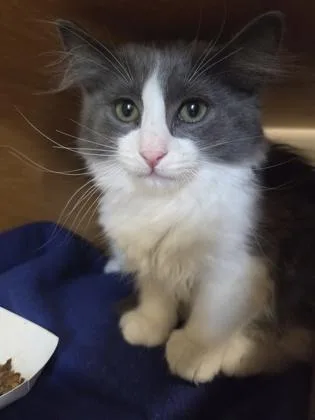 A baby small-sized male Domestic Short Hair cat named Angel for adoption in Bellevue, WA