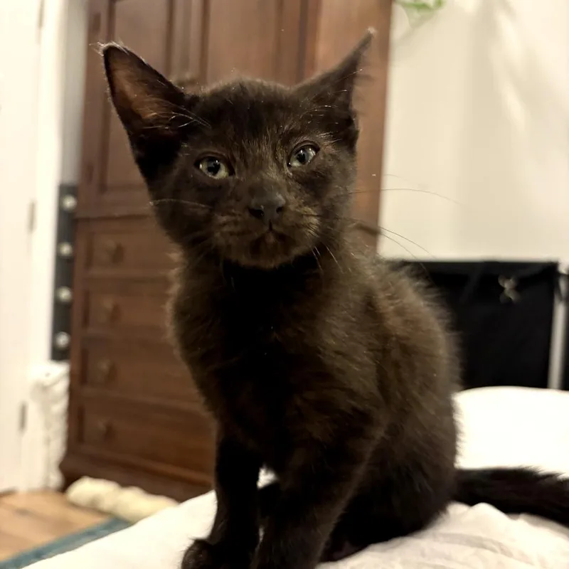 A baby small-sized female Black American Shorthair cat named Pie aka Marie for adoption in New Orleans, LA