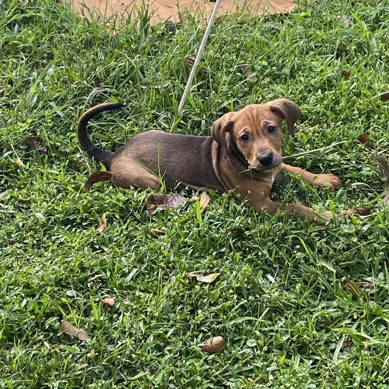 A baby medium-sized male Brown / Chocolate Hound dog named Finn for adoption in Mobile , AL