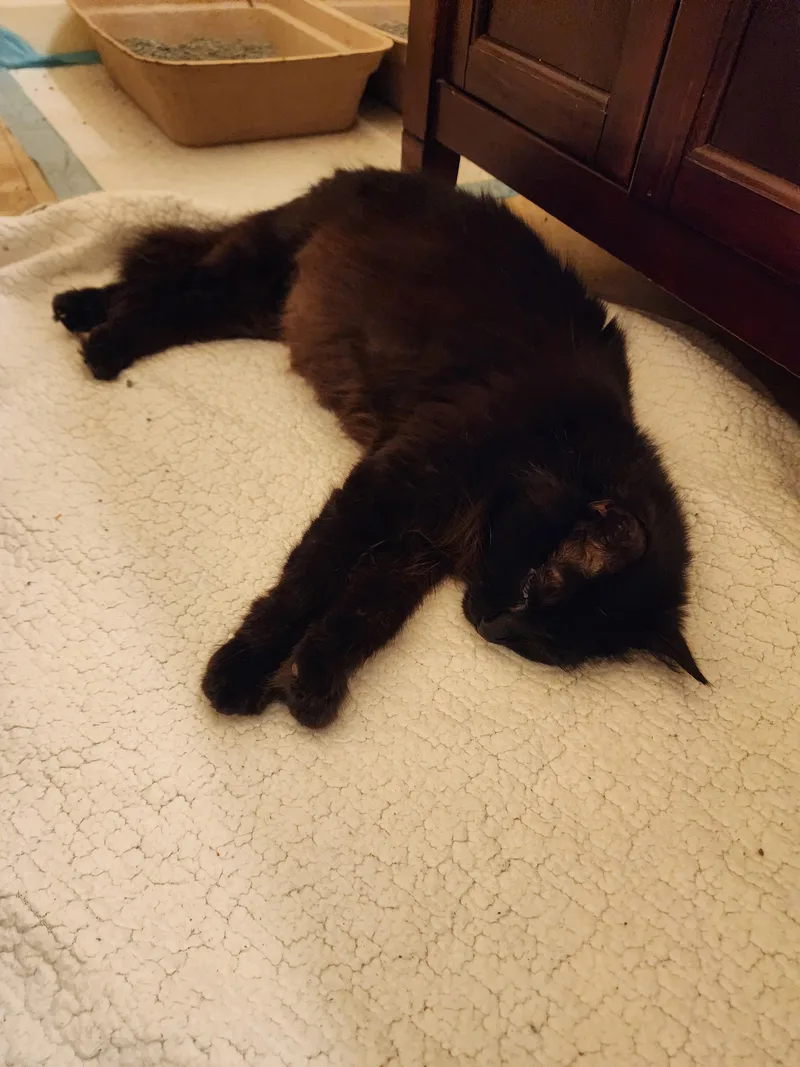 An adult medium-sized female Black Domestic Long Hair cat named Pickles for adoption in Marietta, GA