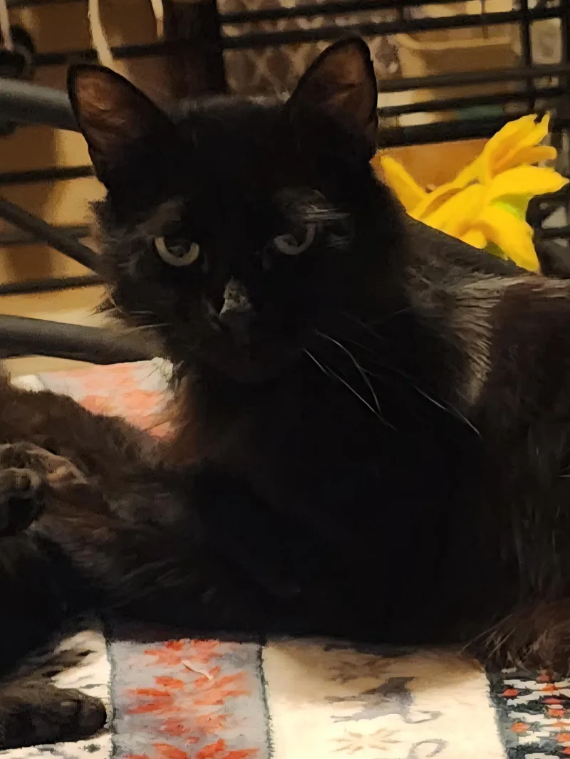 Pickles thumbnail 2