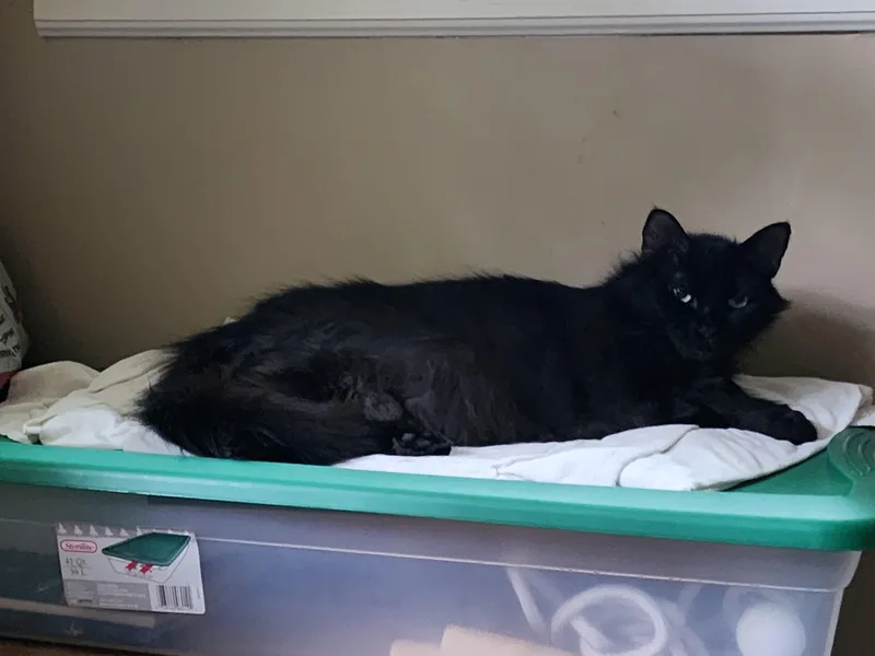 Pickles thumbnail 3