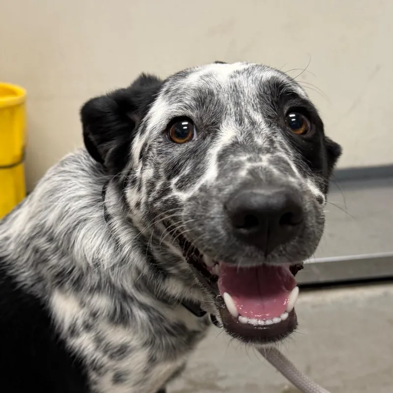 A young medium-sized female White / Cream Mixed Breed dog named Lollipop for adoption in Yuma, AZ