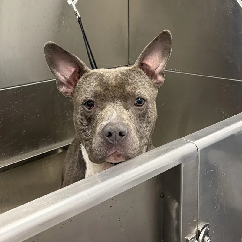 A young medium-sized male Gray / Blue / Silver Pit Bull Terrier dog named Dodger for adoption in Mendham, NJ