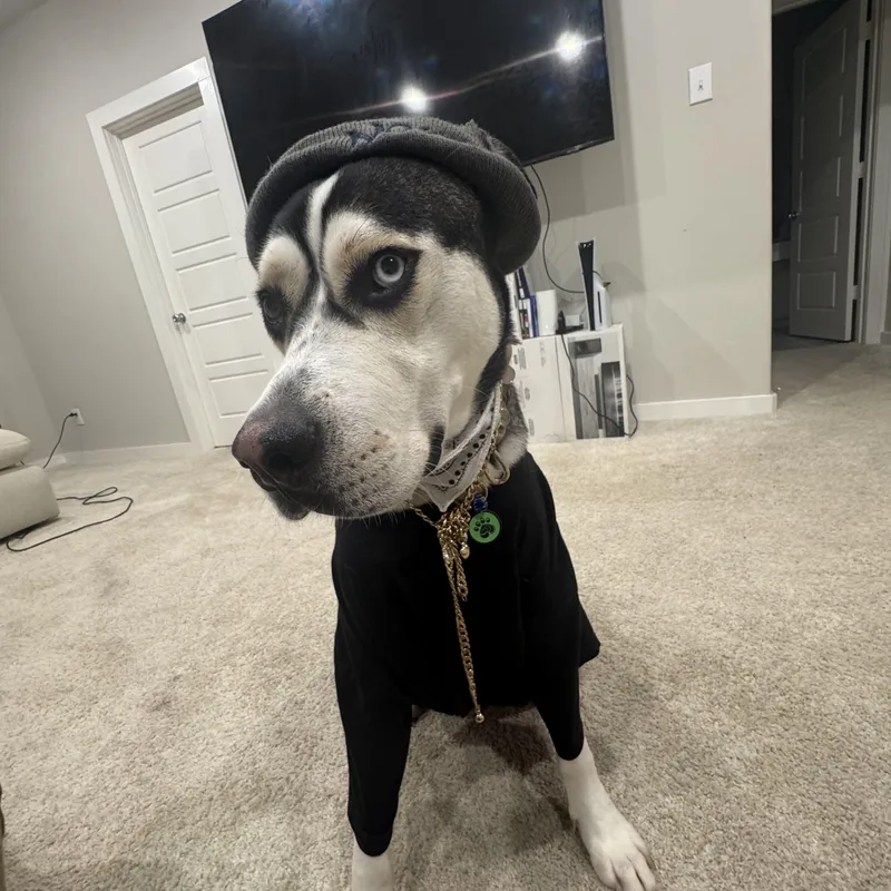 An adult large-sized male Husky dog named Hank for adoption in ALLEN, TX