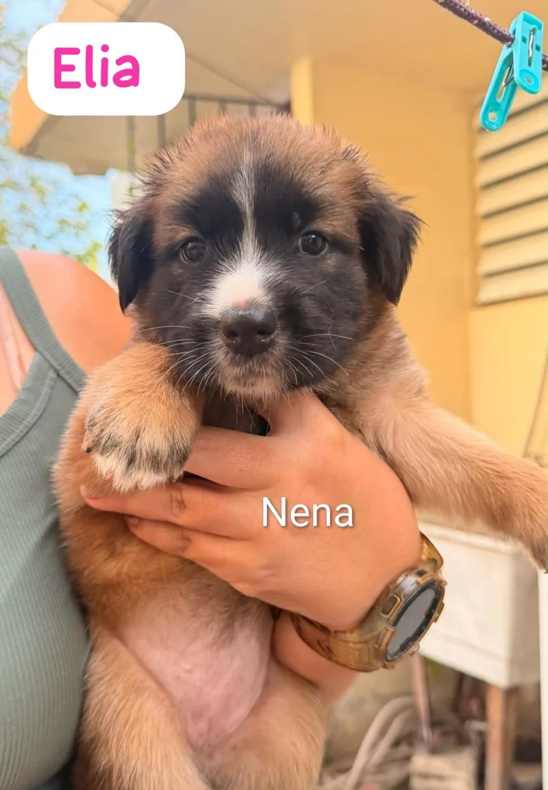 A baby medium-sized female Tricolor (Brown, Black, & White) Labrador Retriever dog named Elia for adoption in New York, NY