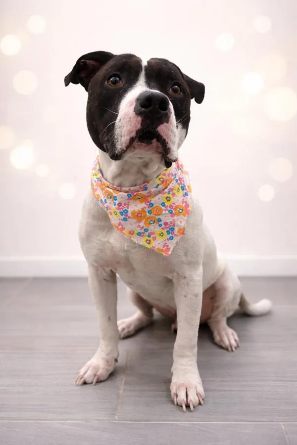 An adult medium-sized male Pit Bull Terrier dog named Batman for adoption in Lafayette, LA