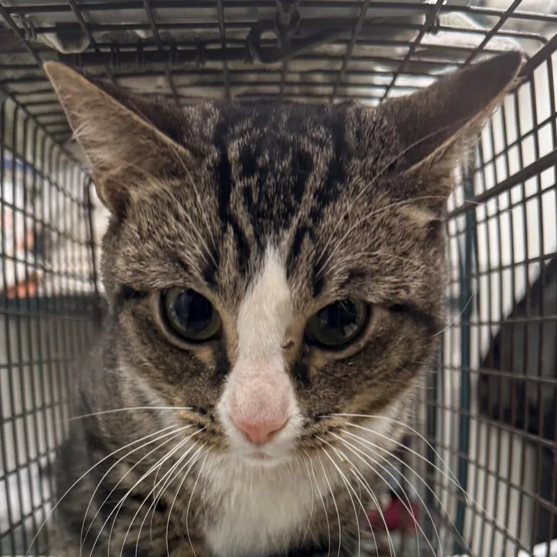 An adult medium-sized male Brown / Chocolate Domestic Short Hair cat named Sebastian for adoption in Las Cruces, NM