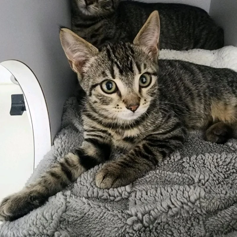 A baby small-sized male Gray / Blue / Silver Domestic Short Hair cat named Bourbon for adoption in Columbus, NC