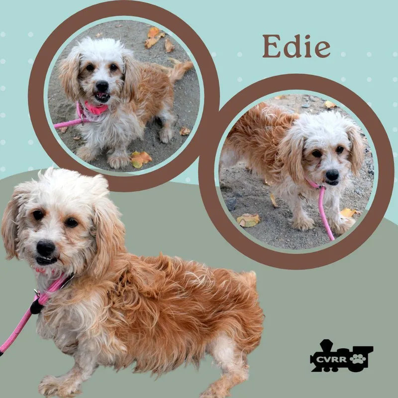 An adult small-sized female Lhasa Apso dog named Edie for adoption in LINDSAY, CA