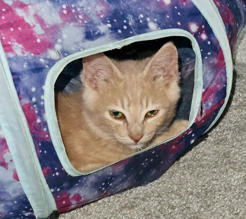 A baby medium-sized male Tabby (Orange / Red) Tabby cat named Cheeto for adoption in The Dalles, OR