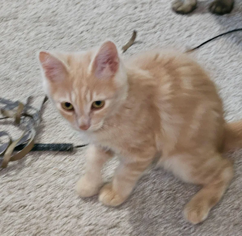 Cheeto thumbnail 2