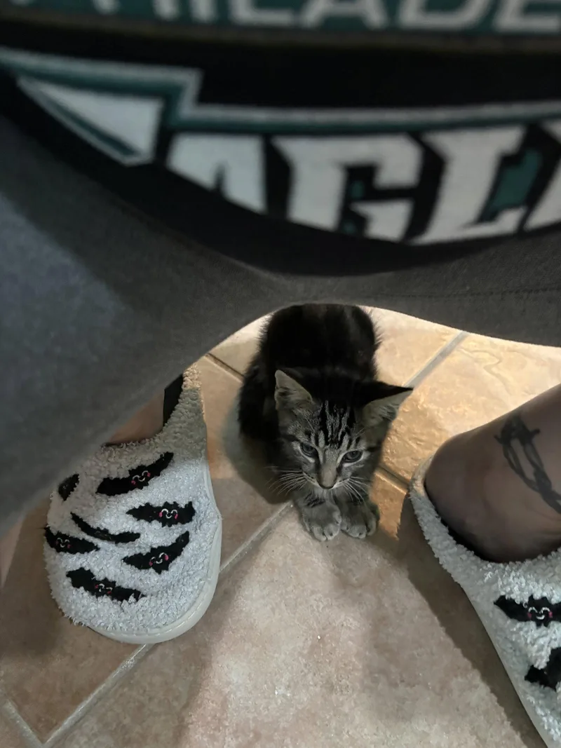 A baby medium-sized female Domestic Short Hair cat named Cassandra Peterson for adoption in Philadelphia, PA