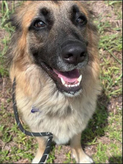 An adult large-sized female Shepherd dog named Worthy for adoption in Fort Worth, TX
