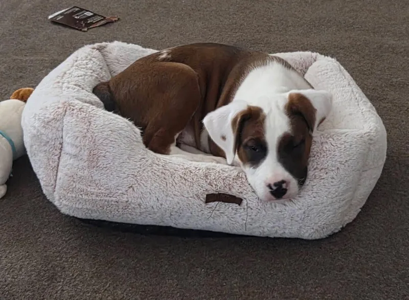 A baby large-sized male Boxer dog named Neptune for adoption in Crystal Lake, IL