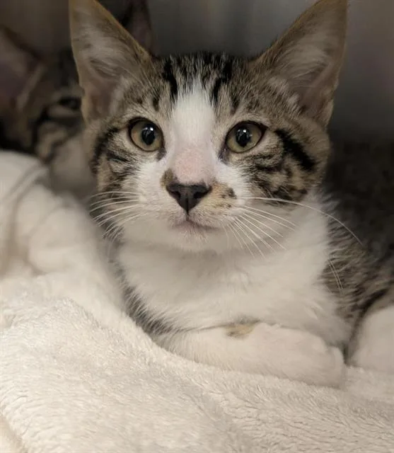 A baby small-sized male Domestic Short Hair cat named Biscuit for adoption in Sacramento, CA