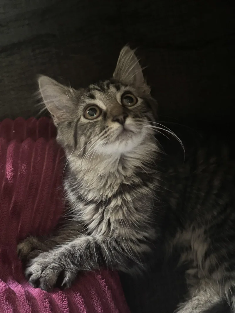 A baby medium-sized female Domestic Long Hair cat named Willow for adoption in King George, VA